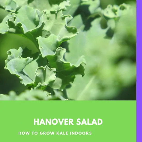 Hanover Salad