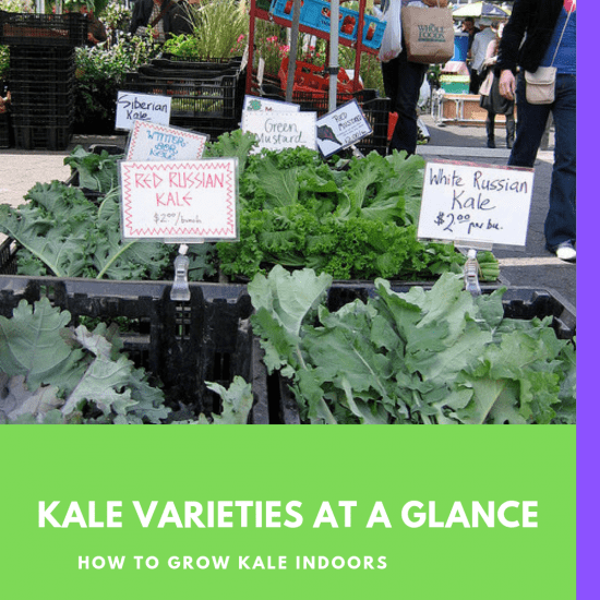 Kale Varieties at a Glance