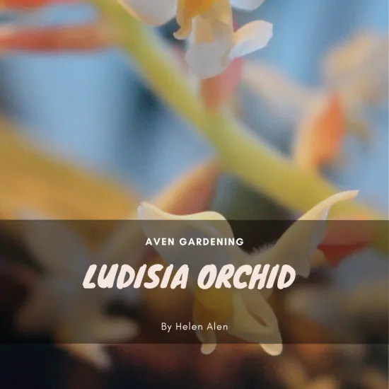  Ludisia Orchid 