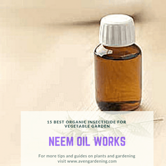 Neem oil works