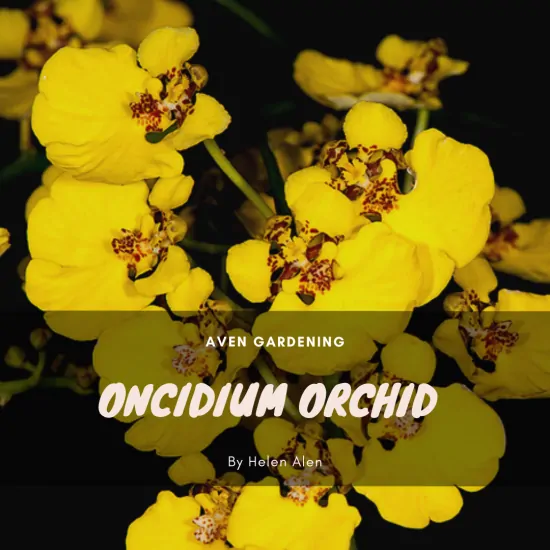 Oncidium 