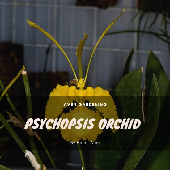  Psychopsis Orchid 