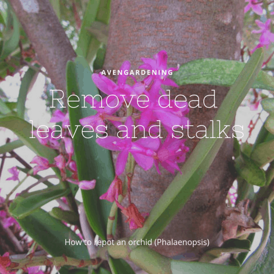 Remove dead leaves and stalks. 