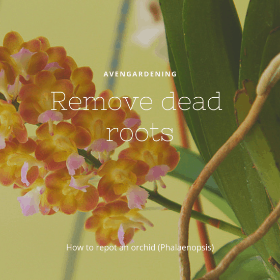 Remove dead roots