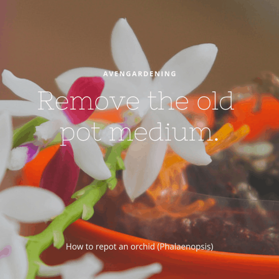 Remove the old pot medium. 