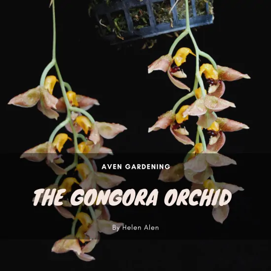 The Gongora Orchid 
