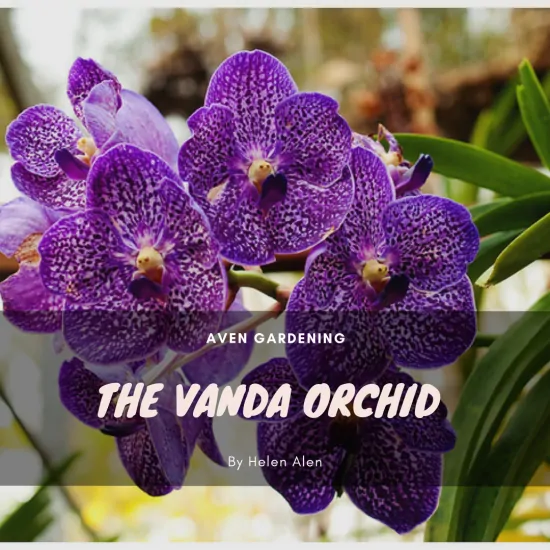 The Vanda Orchid 