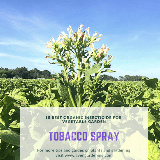 tobacco spray