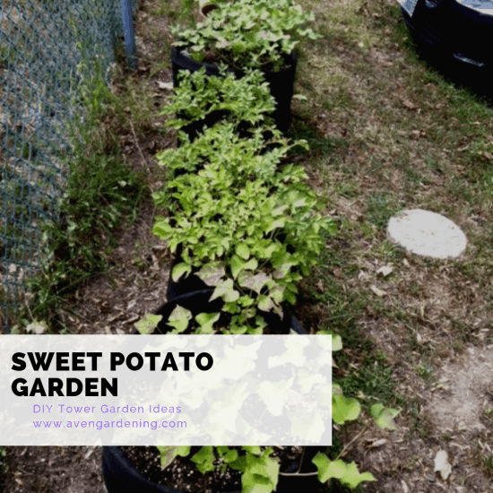 Sweet Potato Garden