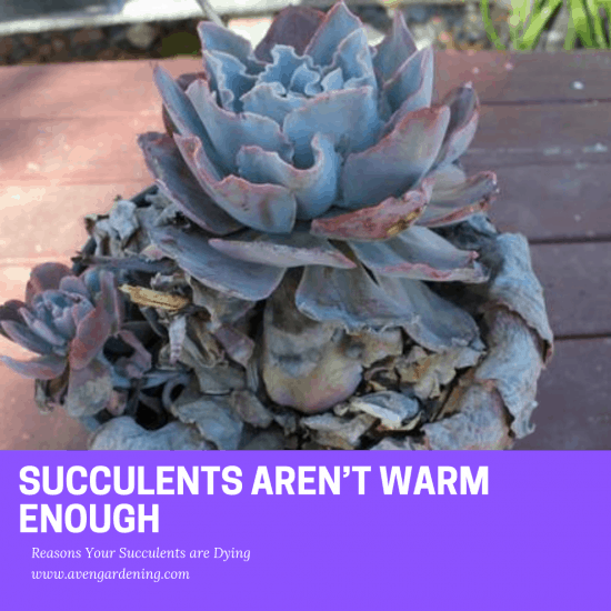 Aren’t Warm Enough  