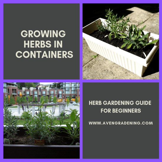 Growing herbs in containers 