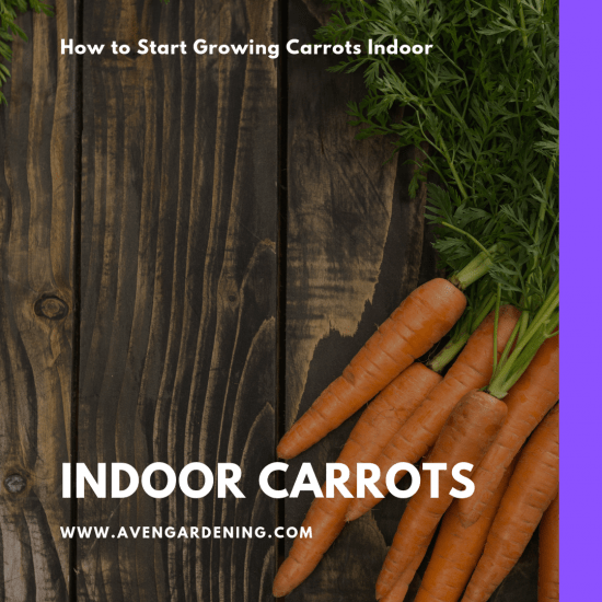 Growing Indoor Carrots