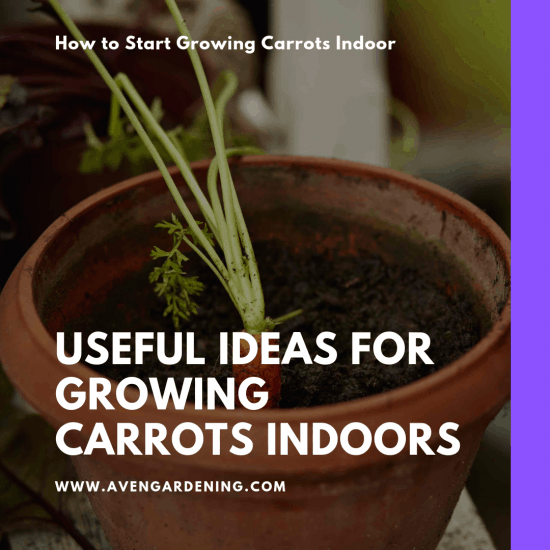 Useful Ideas for Carrots