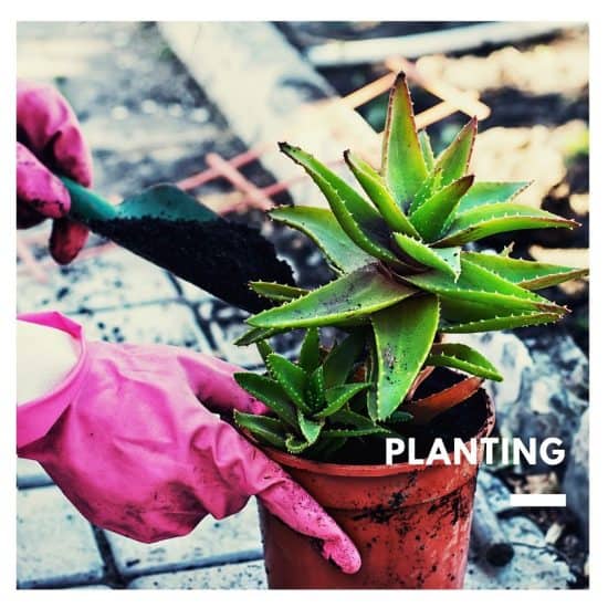 How To Propagate Aloe Vera Plant Aven Gardening